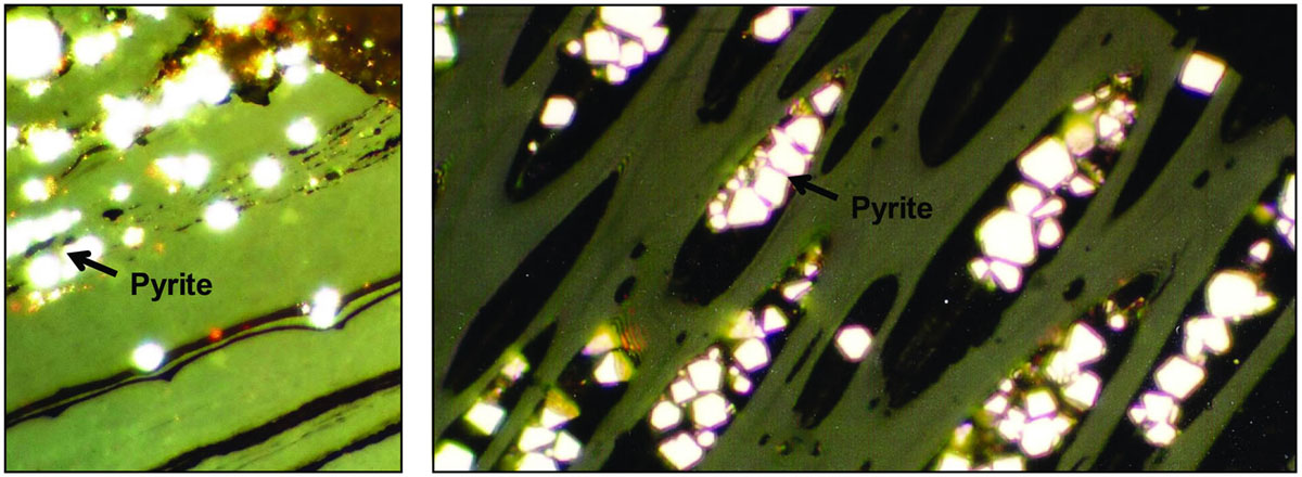 Microscopic images of tiny syngenetic pyrite crystals (white) in cell structures of macerals.